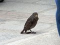 DSC07038