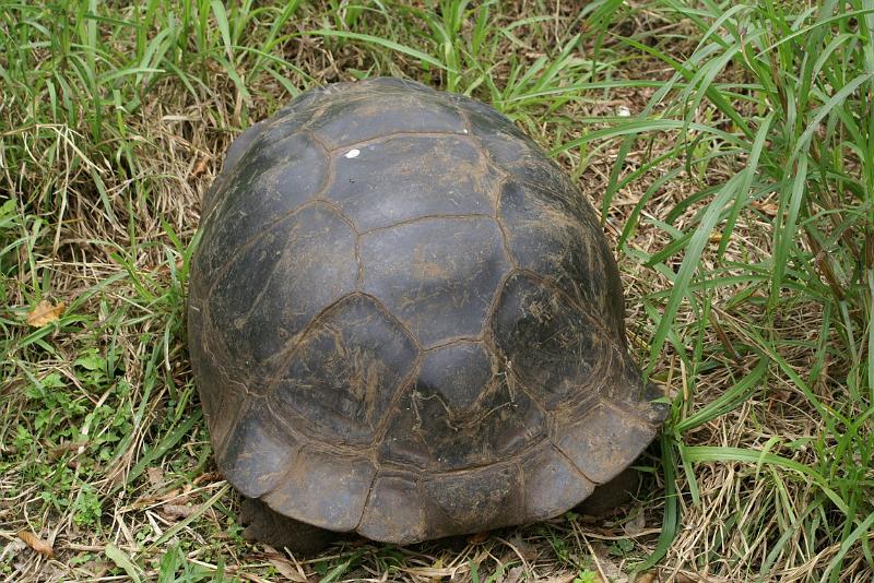 DSC01721.JPG - Die ersten GROßEN Tiere...weibl. Schildkröte