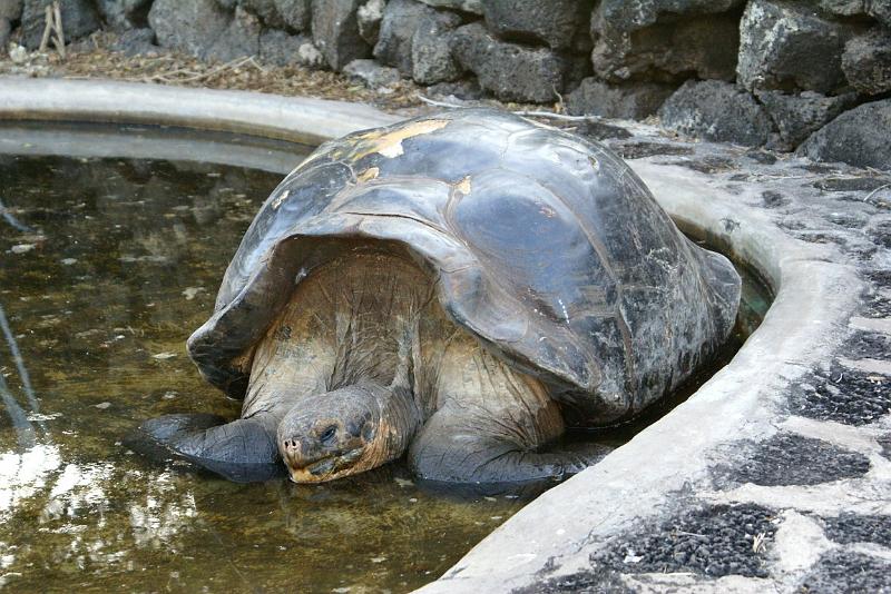 DSC01754.JPG - Durch Lava verletzte Schildkröte (gelbe Flecken auf dem Panzer)