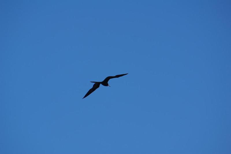 DSC01851.JPG - Fregatt-Vogel