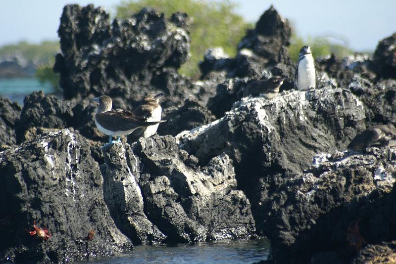 DSC01978.JPG - Tölpel und Pinguine