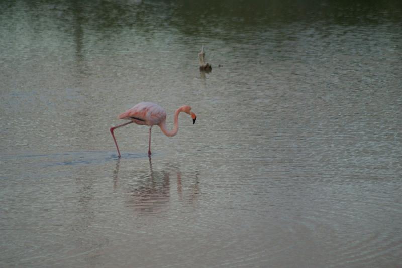 DSC02072.JPG - Flamingos