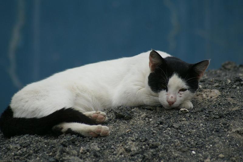 DSC02379.JPG - "eingeschleppte" Katze