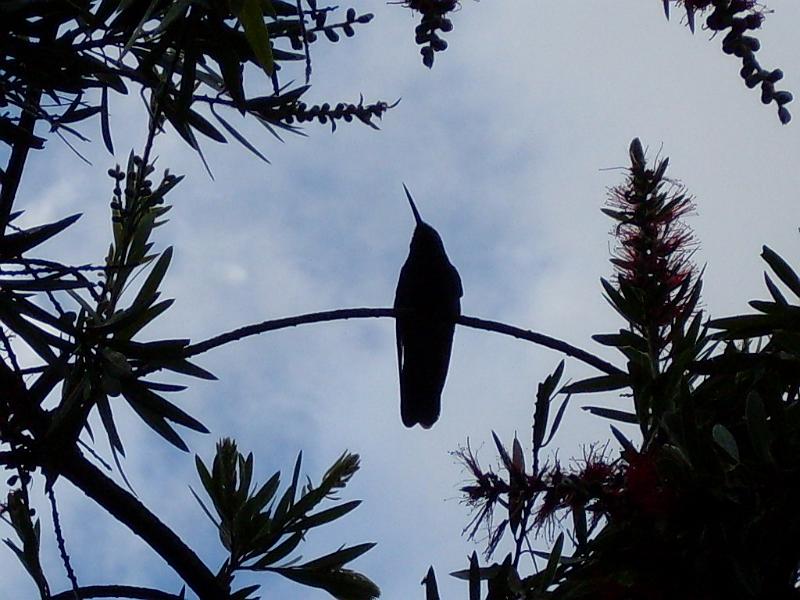 SDC10143.JPG - Kolibri, im gleichnamigen Kaffee