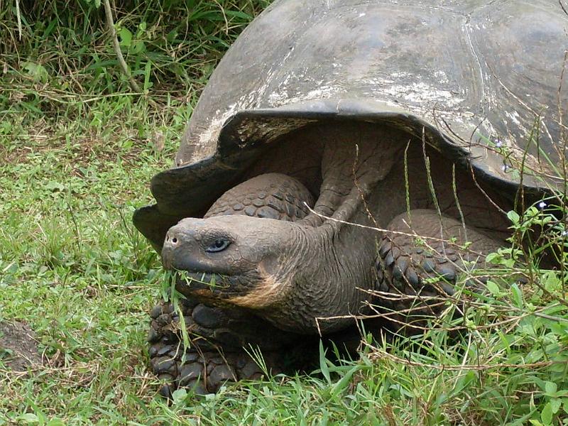 SDC10201.JPG - Schildkröten-Farm auf dem Weg nach Puerto Ayora