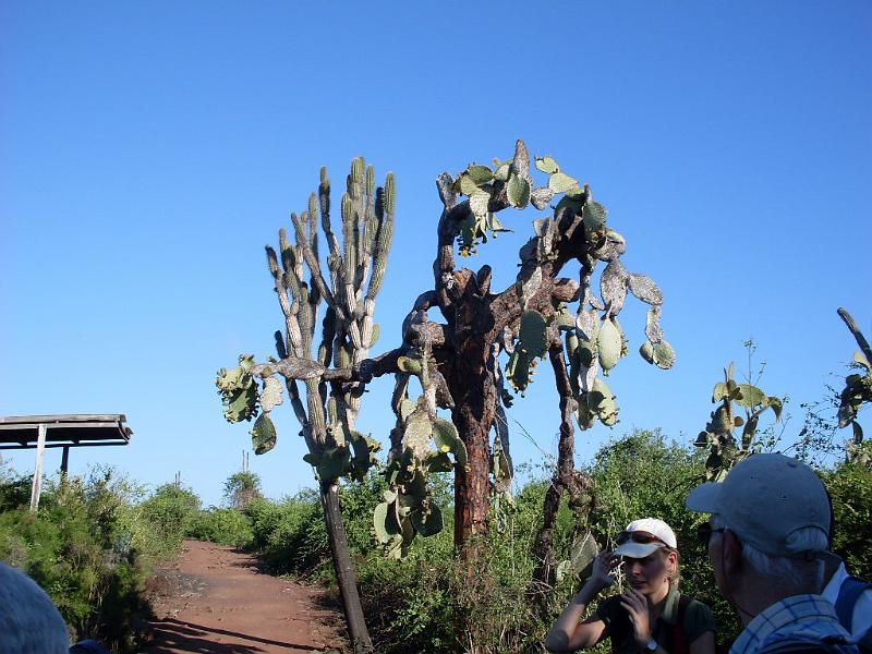 SDC10213.JPG - Darwin-Station bei Puerto Ayora