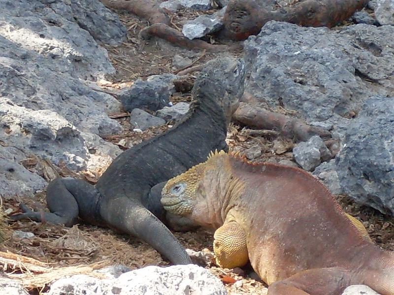 SDC10263.JPG
