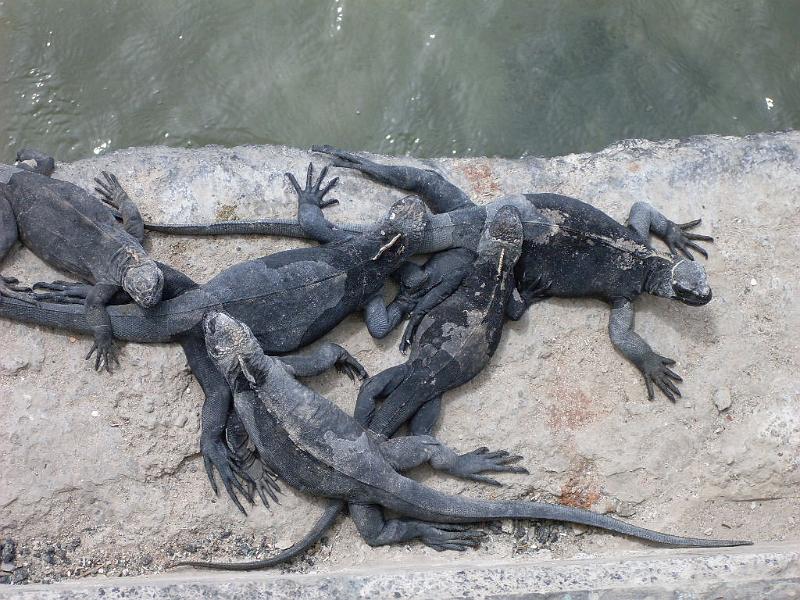 SDC10284.JPG - Leguan-Babies
