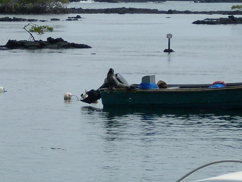 SDC10287.JPG - Seelöwen auf Fischerbooten...