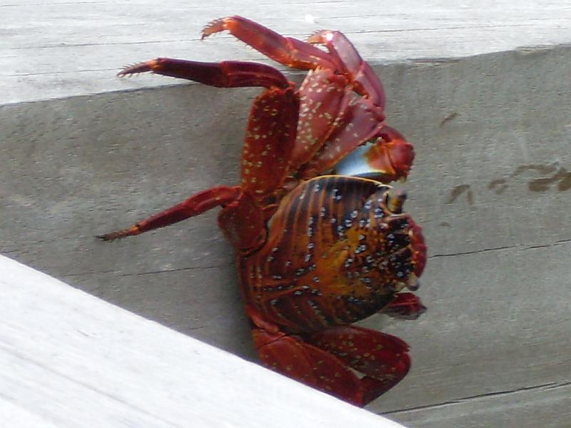 SDC10293.JPG