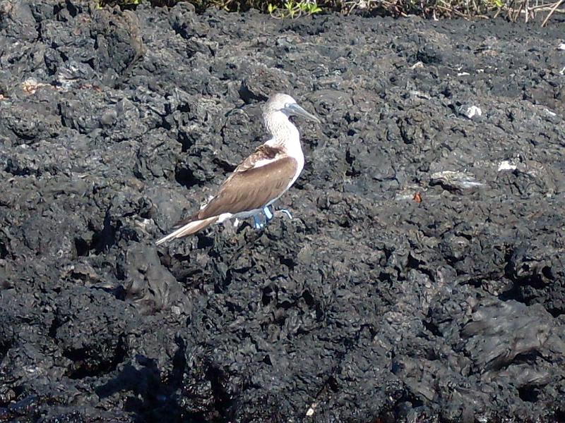 SDC10313.JPG - Blaufußtölpel / Blue footed booby