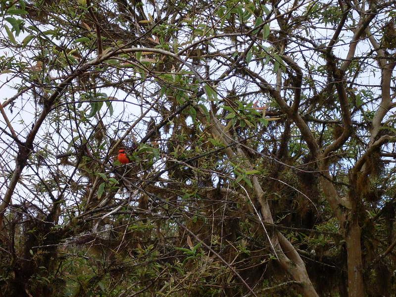 SDC10338.JPG - Seltener roter Vogel