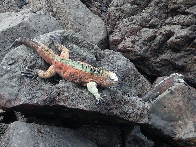 SDC10398.JPG - Meer-Leguan