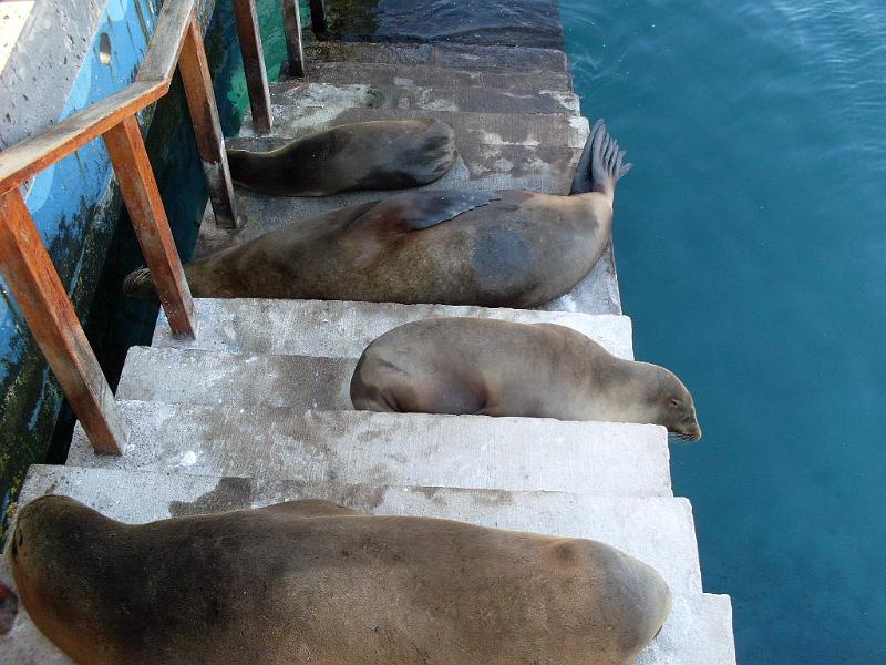 SDC10442.JPG - Der Pier in St.Cristobal