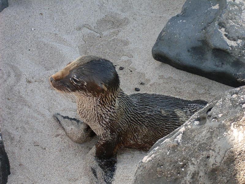 SDC10542.JPG - Seelöwen-Baby