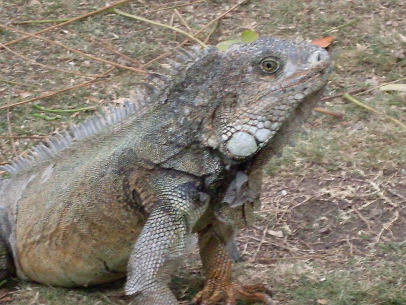 SDC10608.JPG - Landleguan mit "Lätzchen"