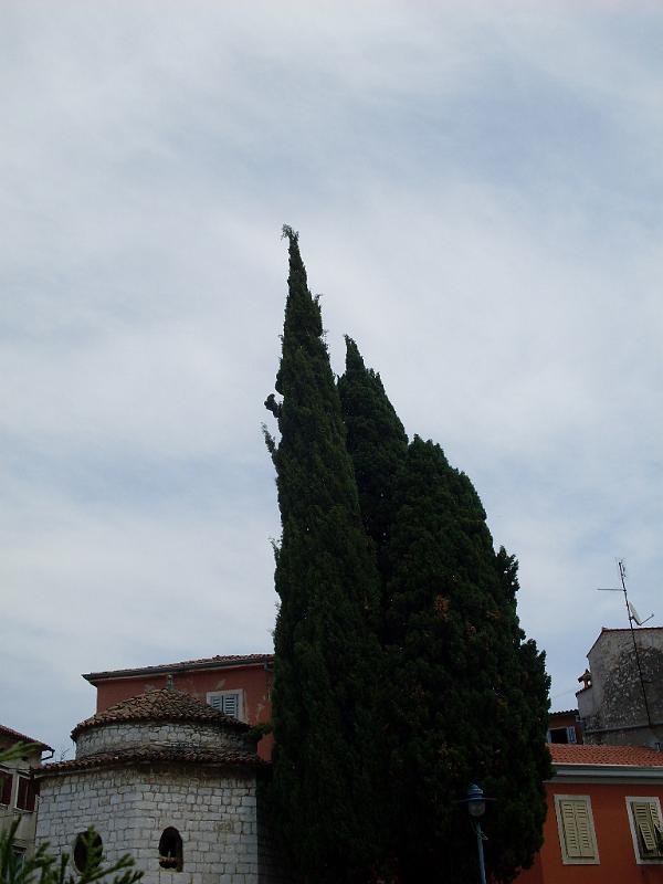 SDC11322.JPG