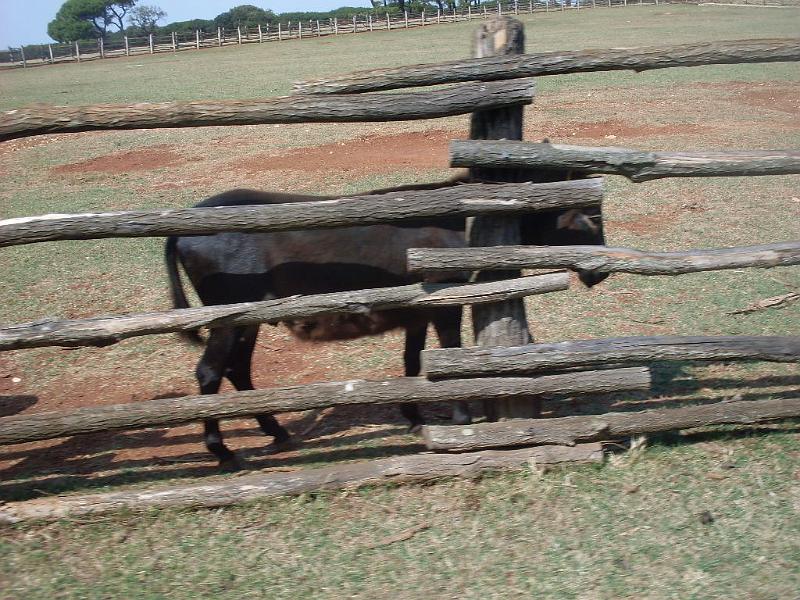SDC11333.JPG