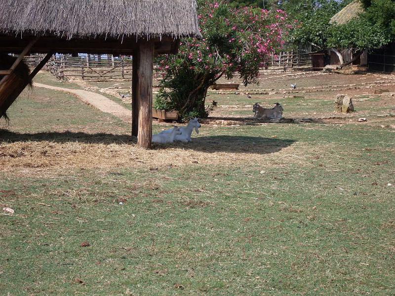 SDC11336.JPG
