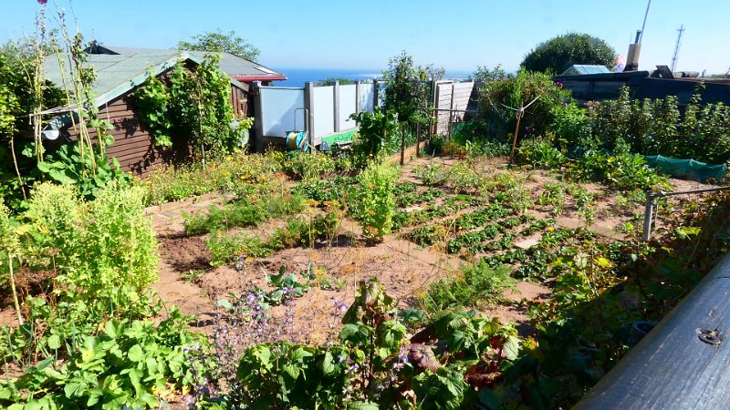P1060195.JPG - Schrebergärten auf Helgoland