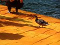 DSC00762