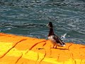 DSC00763