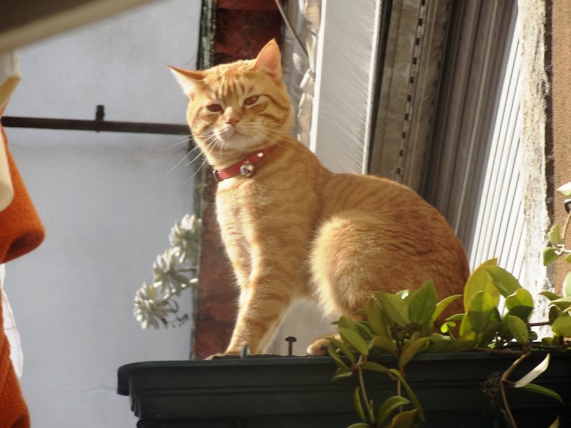 DSC04445.JPG - Gato na Alfama / Katze in der Alfama (Lissabon Altstadt)