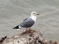 DSC04368