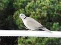 DSC04403