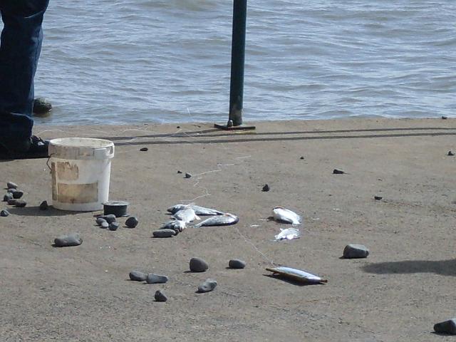 SDC12040.JPG