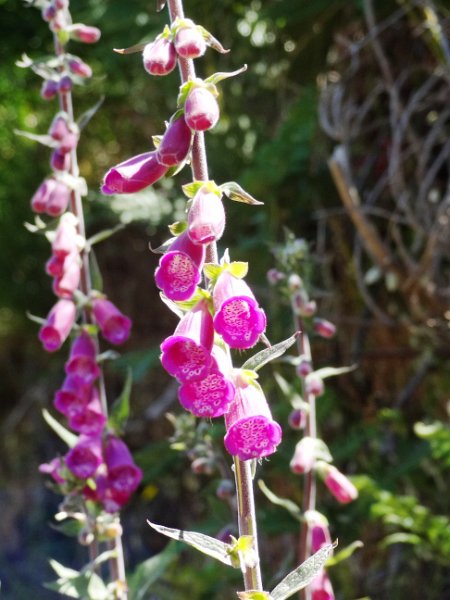 DSC04512.JPG - Digitalis purpurea (Fingerhut)