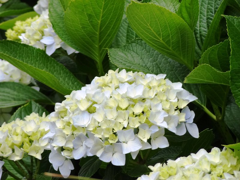 DSC04559.JPG - Hortensien (Hydrangea macrophylla)