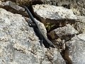 DSC04492