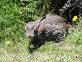 DSC04522