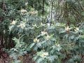 DSC04550