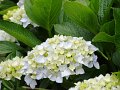 DSC04559