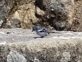 DSC04591