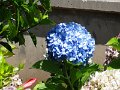 DSC09087