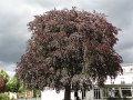 DSC02427