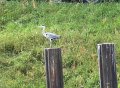 DSC02687