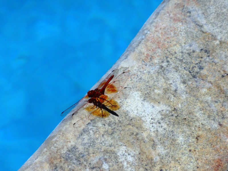 DSC00002.JPG
