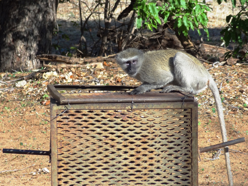 DSC00199.JPG - Meerkatze
