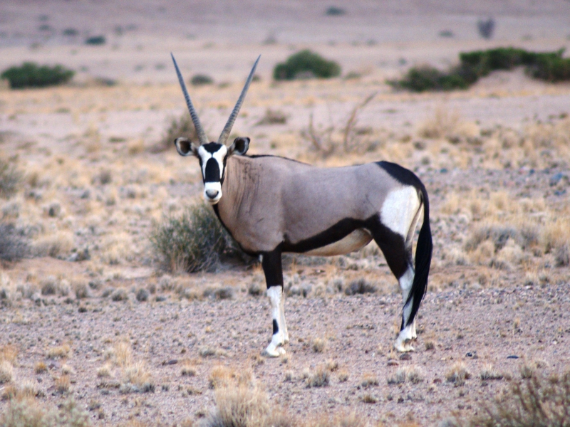 DSC01079.JPG - Oryx