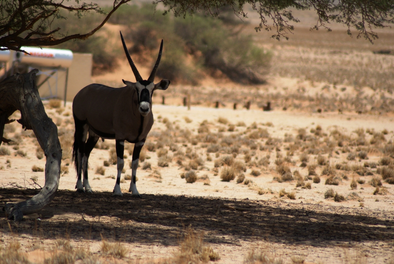 DSC01138.JPG - Oryx