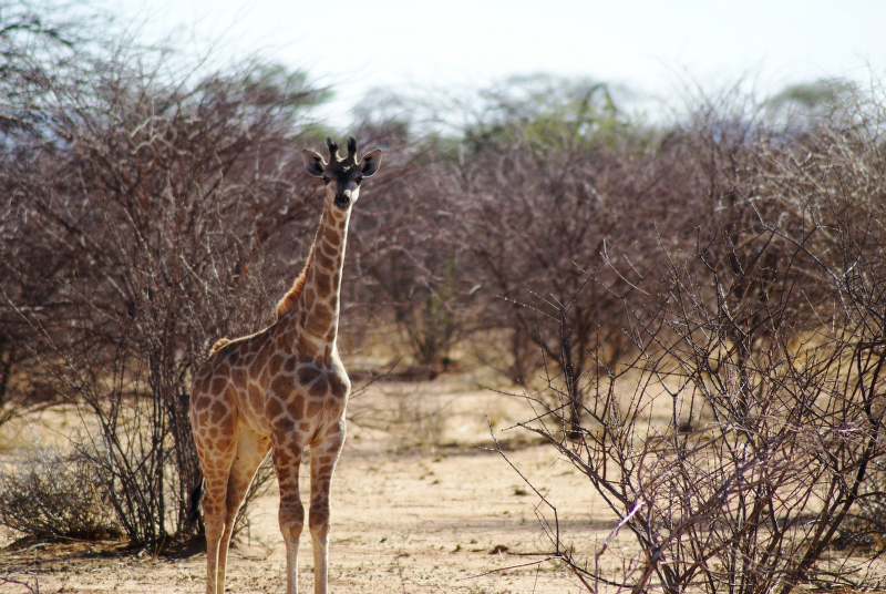 DSC01452.JPG - Giraffe