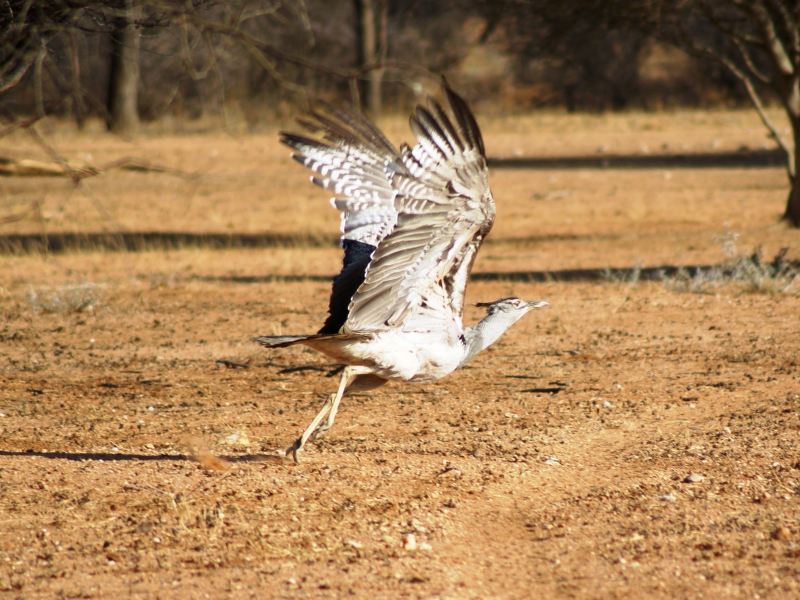 DSC01622.JPG - Riesentrappe take-off