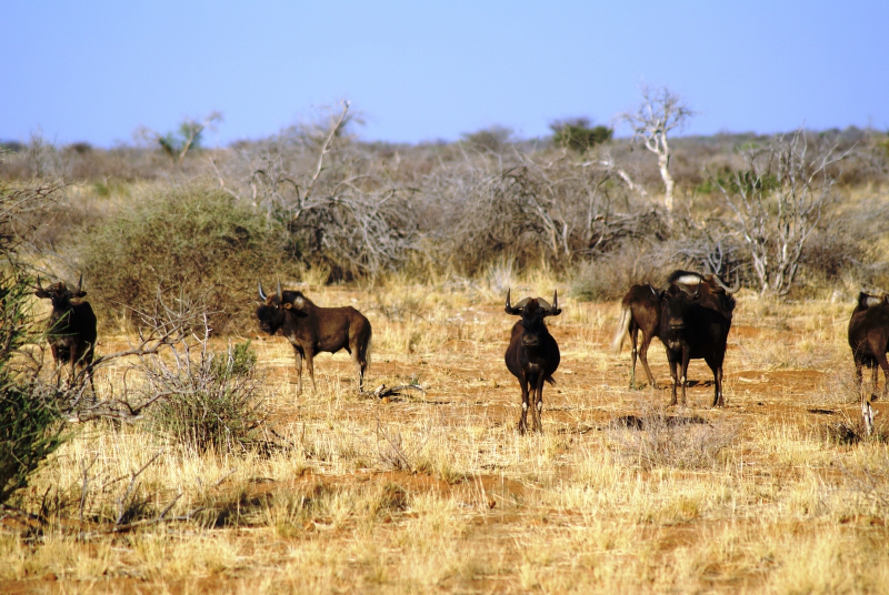 DSC01690.JPG - Wei�schwanz-Gnus