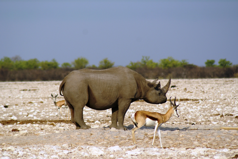 DSC01785.JPG - Spitzmaulnashorn und Springbock
