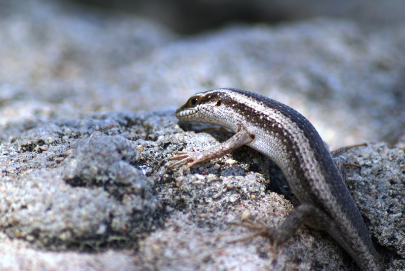 DSC02213.JPG