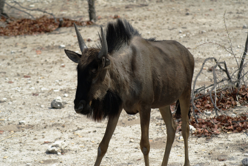 DSC02316.JPG - Gnu
